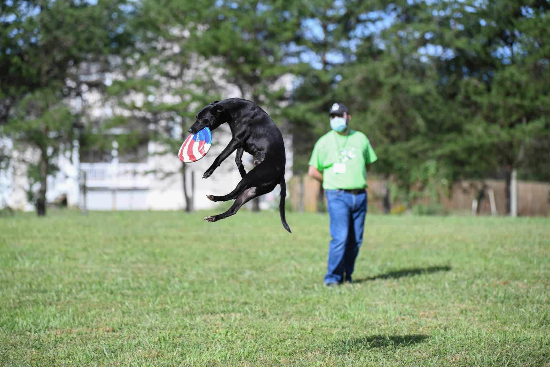 Psie sporty – niezawodny patent na integrację całej rodziny
