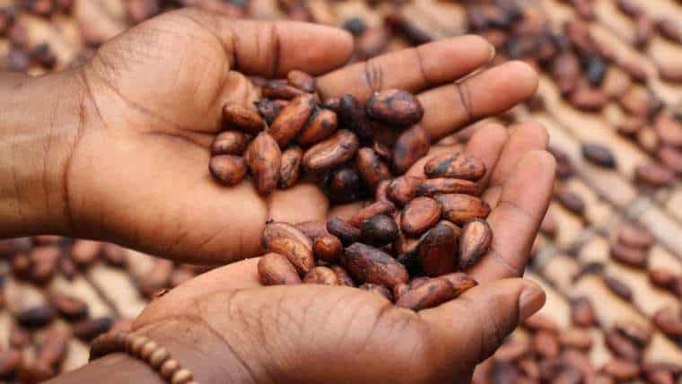 Kakao ceremonialne jako narzędzie w pracy terapeutycznej: Jak wspomaga procesy terapeutyczne